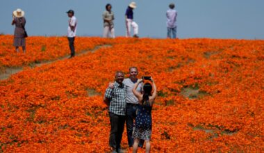 Wildflower explosion CA Desert Parks: Here's where to see