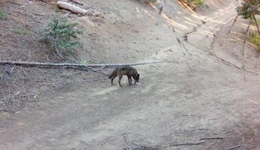 Lone gray wolf spotted in Southern California for first time in 100 years