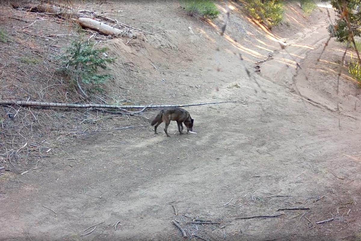 Lone gray wolf spotted in Southern California for first time in 100 years