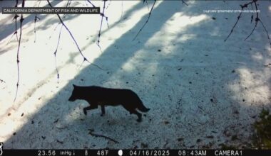 Local expert weighs in after gray wolf spotted in Los Angeles County for first time in over a century