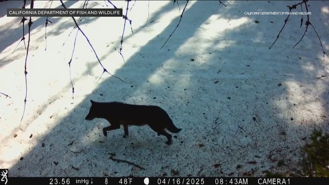 Local expert weighs in after gray wolf spotted in Los Angeles County for first time in over a century