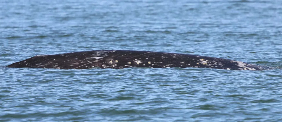 The second of two gray whales is photographed exploring San Francisco Bay on Feb. 9, 2026, by members of the Marine Mammal Center's Cetacean Conservation Biology Team during a vessel survey. (Photo by Bill Keener © The Marine Mammal Center, NOAA Permit #26532)