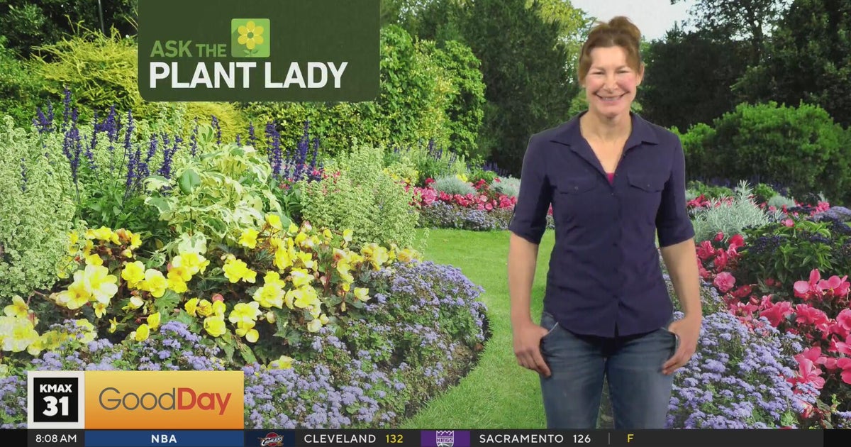 Plant Lady - 8am (part 1)