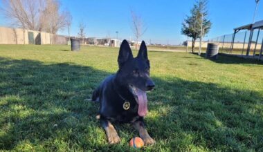 Sacramento Police Canine Association covers cost of care for retired police dogs