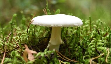 California's Death Cap Mushrooms Are Making New Compounds, Scientists Discover : ScienceAlert