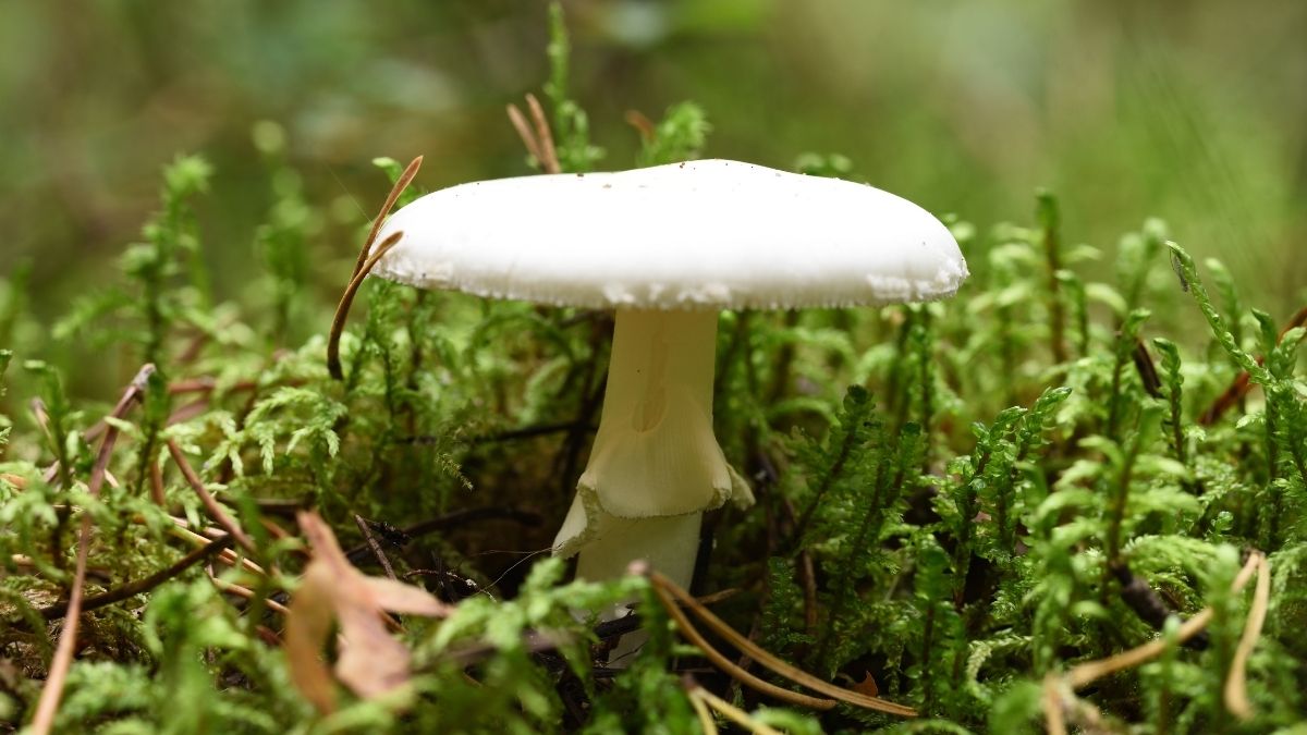 California's Death Cap Mushrooms Are Making New Compounds, Scientists Discover : ScienceAlert