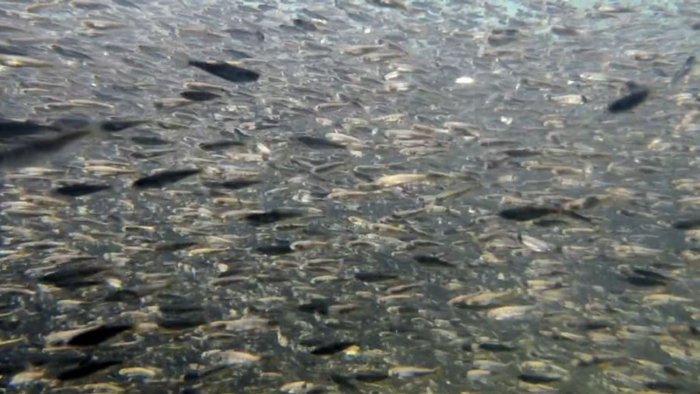 FILE PHOTO — Baby salmon, also known as "fry." (Courtesy: Getty Images)