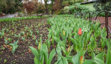 Some of the 30,000+ bulbs planted at Descanso Gardens are popping – NBC Los Angeles