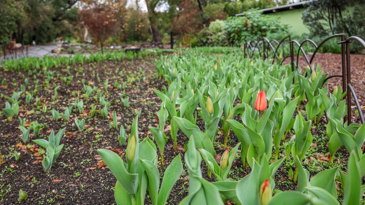 Some of the 30,000+ bulbs planted at Descanso Gardens are popping – NBC Los Angeles