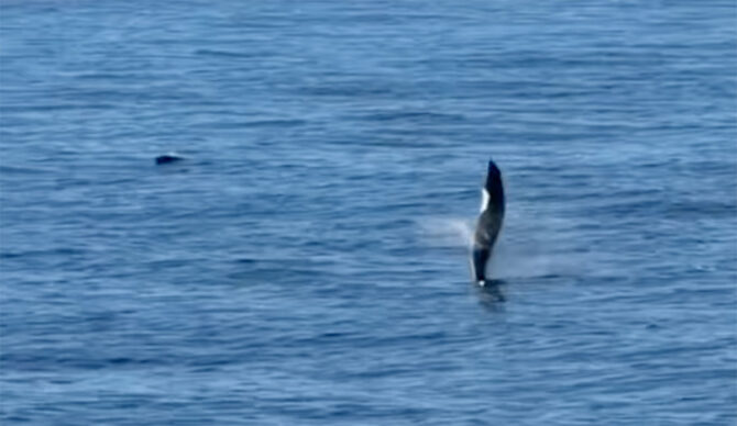Dolpin exhibiting tail walking behavior