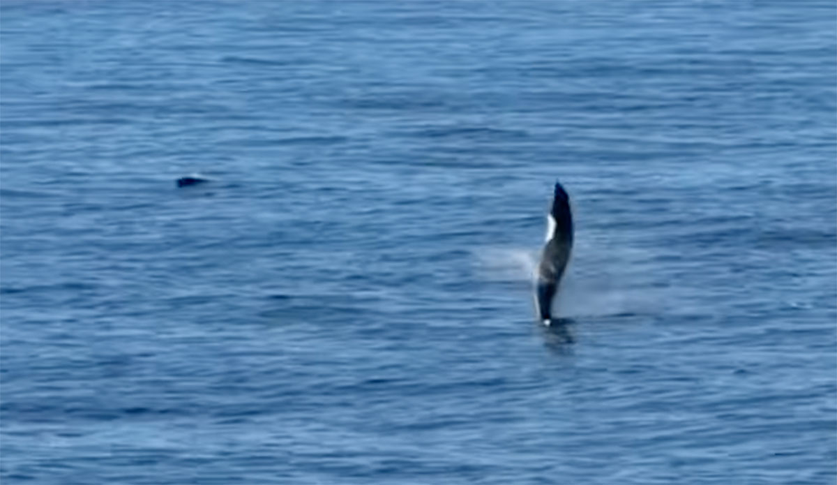 Dolpin exhibiting tail walking behavior