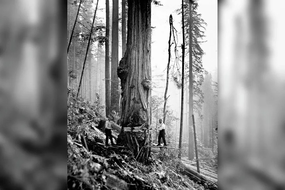 Loggers drive wedges into a large redwood tree in Humboldt County, Calif. | (Getty Images)