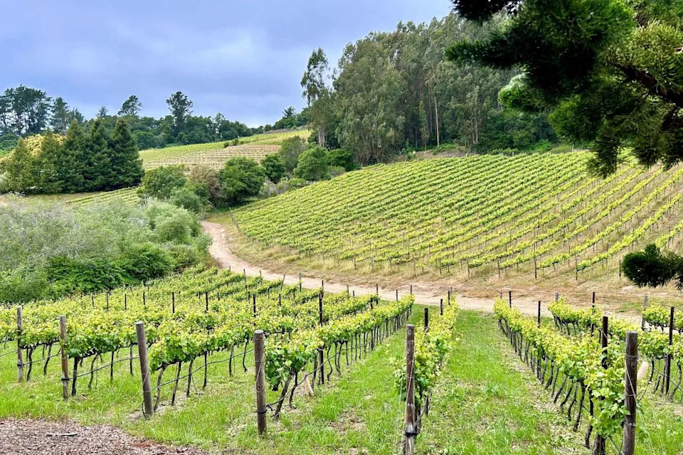 Alfaro Family Vineyards in Corralitos. (Esther Mobley/S.F. Chronicle)