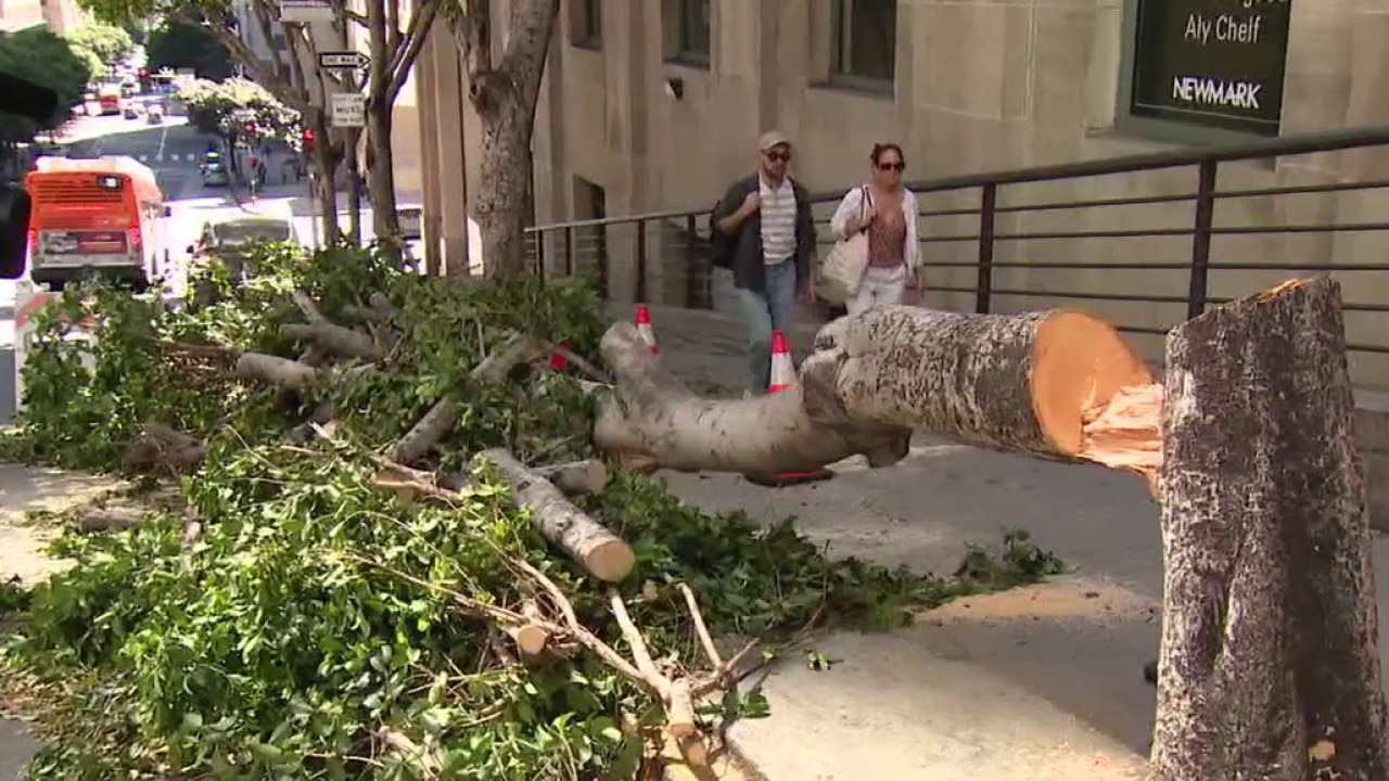 DTLA tree chopper sentenced