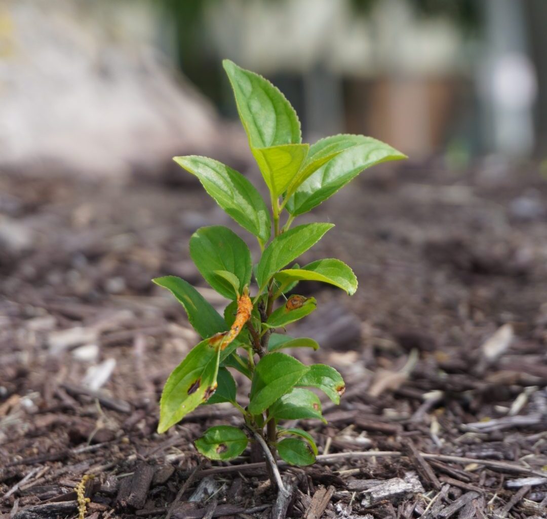 What a farmer wants OU students to understand about food – The Oakland Post