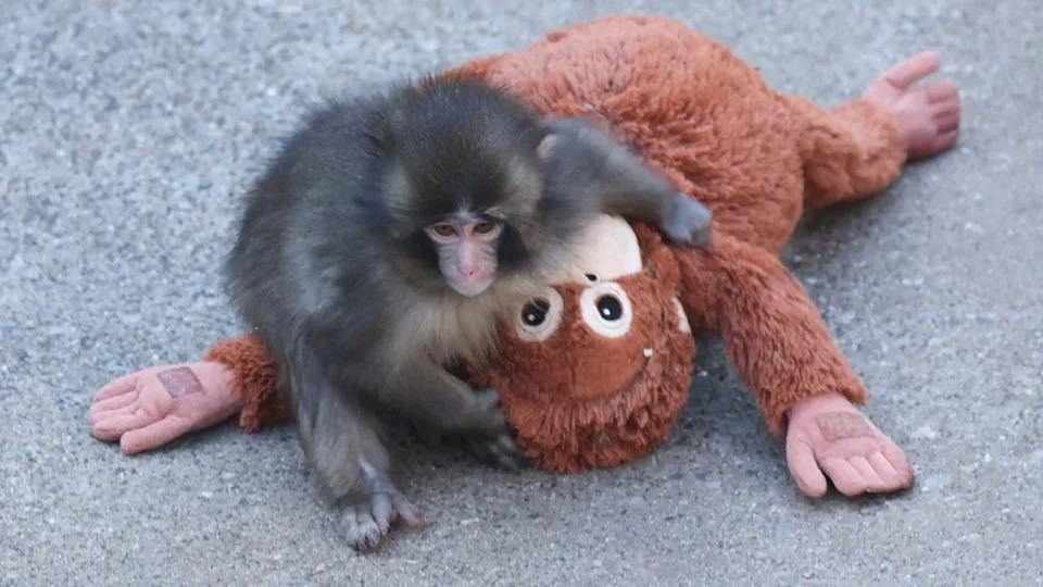 <div>TOPSHOT - This photo taken on February 19, 2026 shows a 7 month-old male macaque monkey named Punch, who was abandoned by his mother shortly after birth, spending time with a stuffed orangutan toy at Ichikawa City Zoo and Botanical Gardens in Chiba Prefecture. (Photo by JIJI PRESS / AFP via Getty Images) / Japan OUT</div>