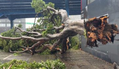 Large Ficus Tree Falls Near the Foot of Potrero Avenue