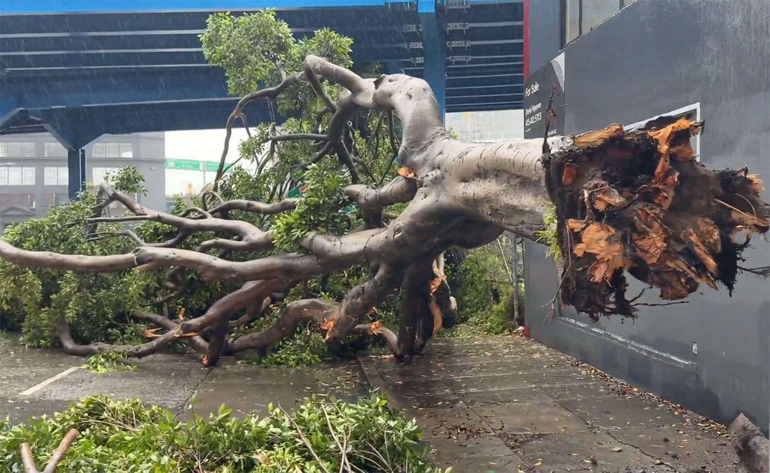 Large Ficus Tree Falls Near the Foot of Potrero Avenue