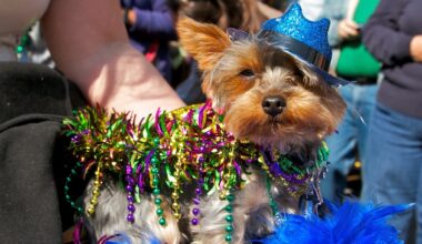 Costumed canines will win hearts on Valentine’s at the Mutti Gras Pet Parade – NBC Los Angeles