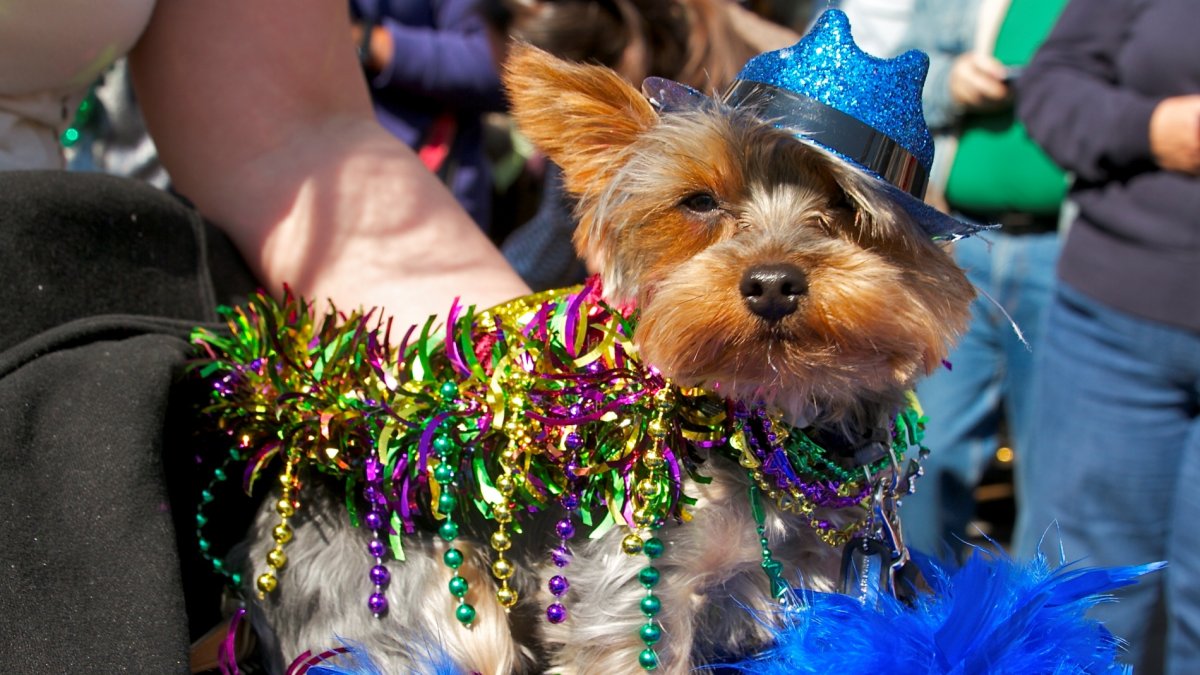 Costumed canines will win hearts on Valentine’s at the Mutti Gras Pet Parade – NBC Los Angeles
