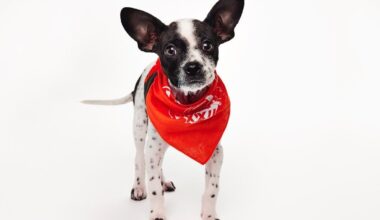 Bay Area Dog Finds Forever Home, Plays In Puppy Bowl