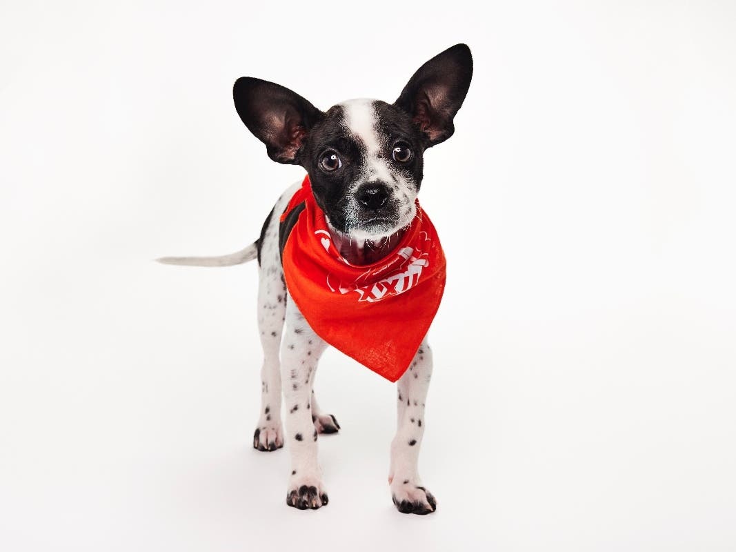 Bay Area Dog Finds Forever Home, Plays In Puppy Bowl