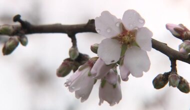 How rain could affect California almond crop, bees during bloom season