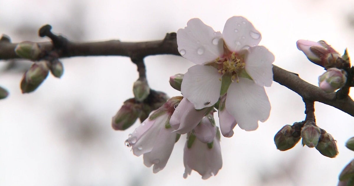 How rain could affect California almond crop, bees during bloom season