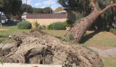 Southern California storm topples trees onto Fullerton homes and cars