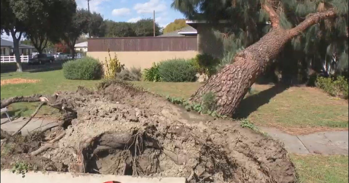 Southern California storm topples trees onto Fullerton homes and cars