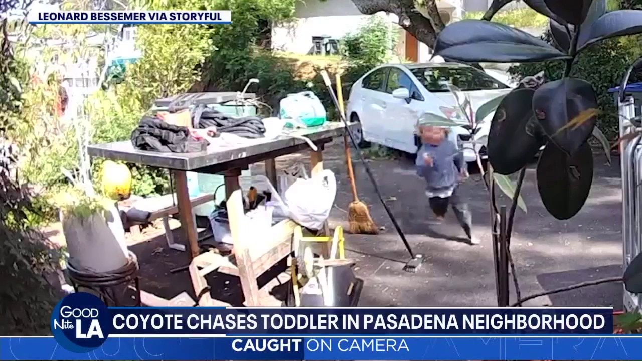 Coyote chasing kid in Pasadena