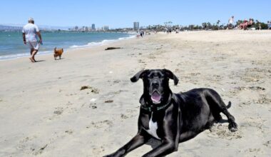 A second off-leash dog beach is under consideration in Long Beach