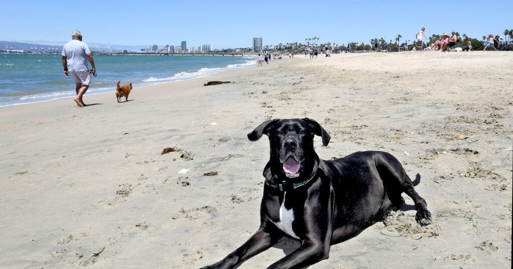 A second off-leash dog beach is under consideration in Long Beach