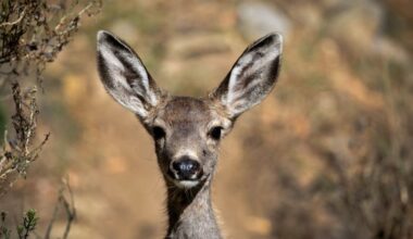 California approves controversial plan to wipe out Catalina Island’s deer herd