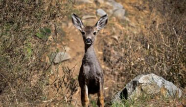 California officials approve plan to shoot mule deer on Catalina Island to restore native habitat