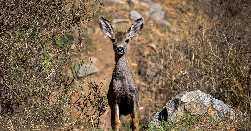 California officials approve plan to shoot mule deer on Catalina Island to restore native habitat