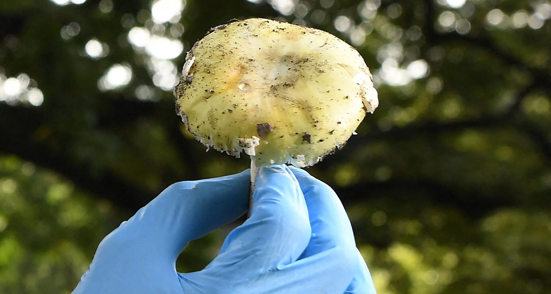 SF health officials warn of deadly wild mushroom outbreak