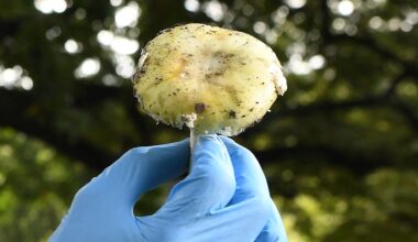 SF health officials warn of deadly wild mushroom outbreak