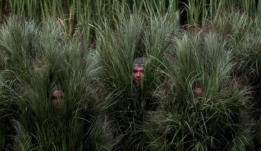 Performers dressed in bushes during Bad Bunny's halftime show share experience