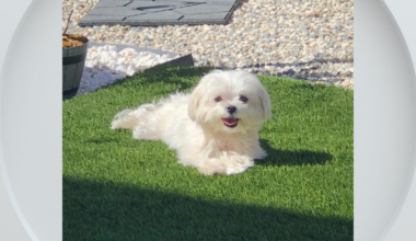 Natomas family dog fatally attacked by loose dog, owner warns neighbors to stay safe