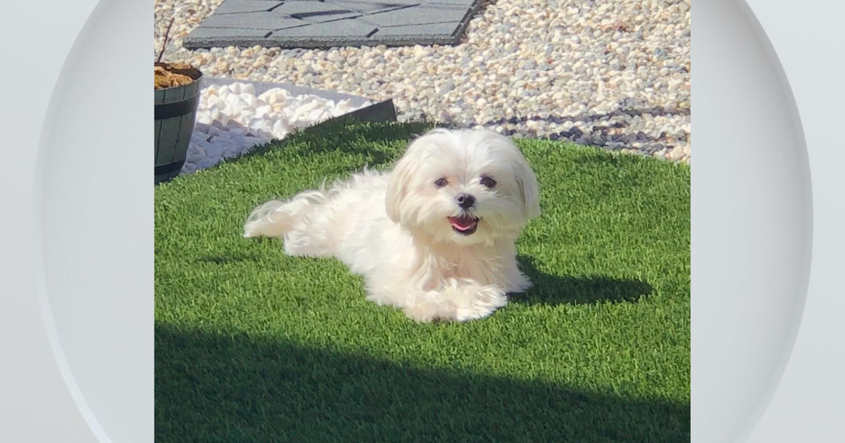 Natomas family dog fatally attacked by loose dog, owner warns neighbors to stay safe