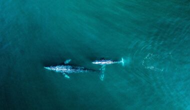 Several Gray Whales Make 'Unseasonably Early' Appearance In the Bay