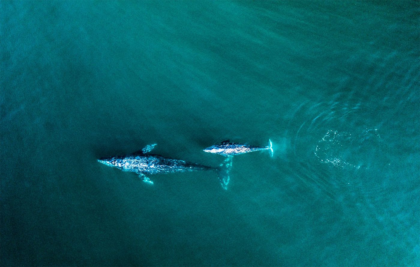 Several Gray Whales Make 'Unseasonably Early' Appearance In the Bay