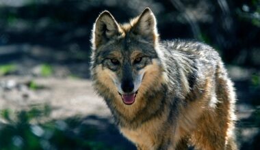 California Gray Wolf Reaches Los Angeles County