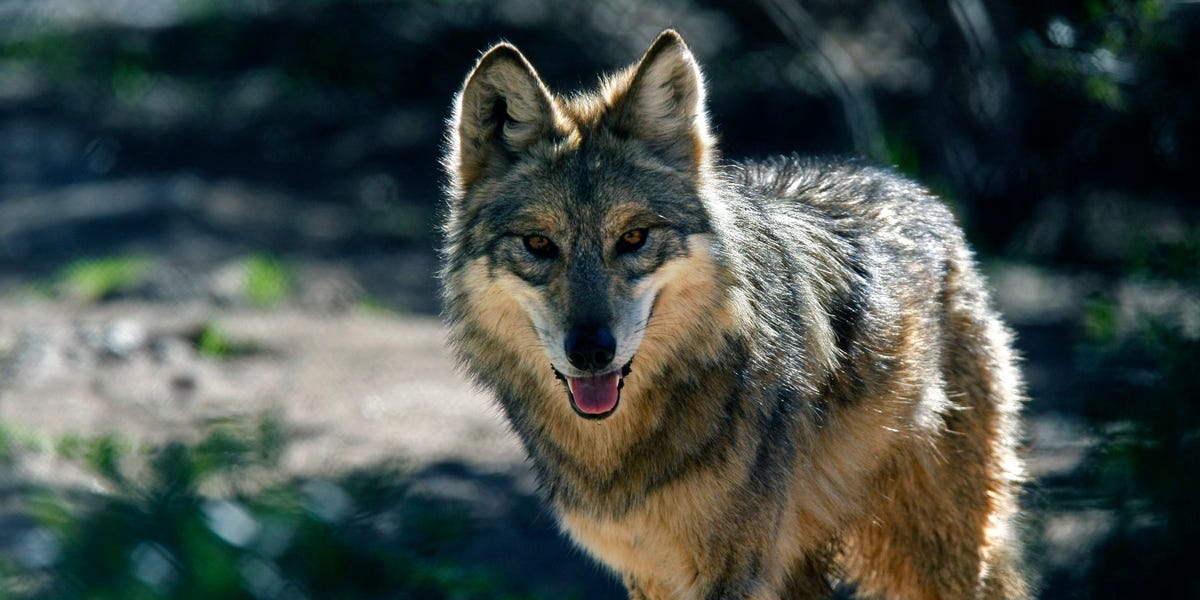 California Gray Wolf Reaches Los Angeles County