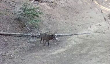 Gray wolf spotted in LA County for first time in 100 years