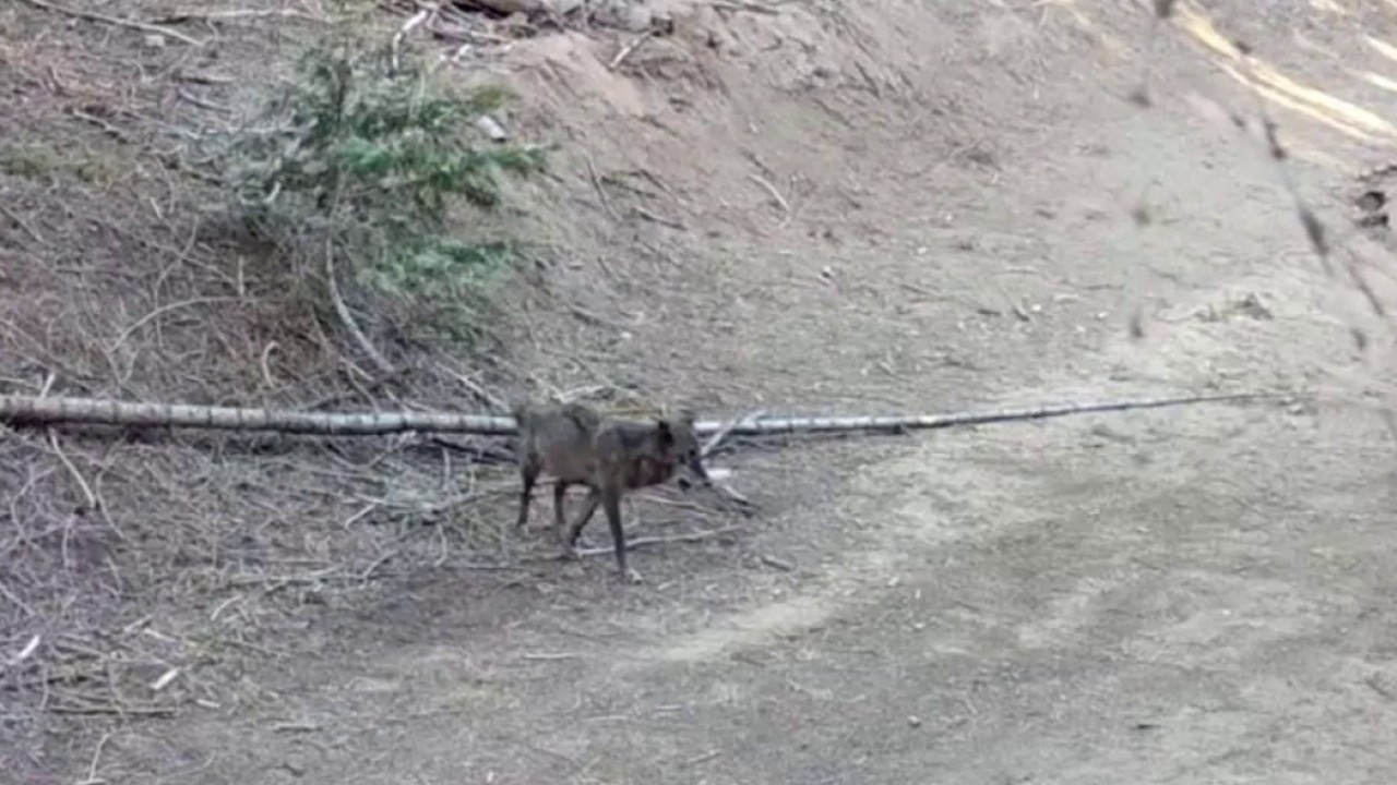 Gray wolf spotted in LA County for first time in 100 years