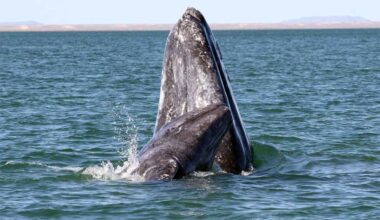 5 fantastic Whale Festivals in Northern California for spring 2026 – Monterey Herald