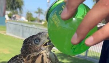 California man sentenced after video shows him feeding 'BuzzBall' to juvenile hawk