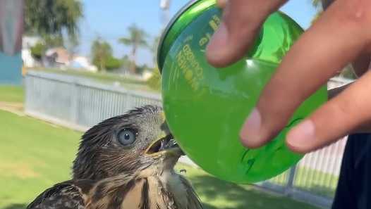 California man sentenced after video shows him feeding 'BuzzBall' to juvenile hawk